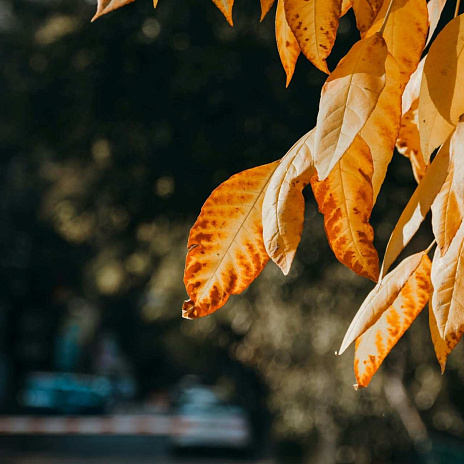 НДС на УСН: как адаптироваться к новым правилам